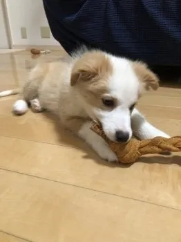 ay 様のお迎えした子犬