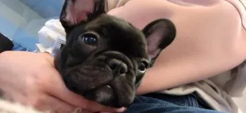 K.O 様のお迎えした子犬