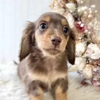 T.K 様のお迎えした子犬