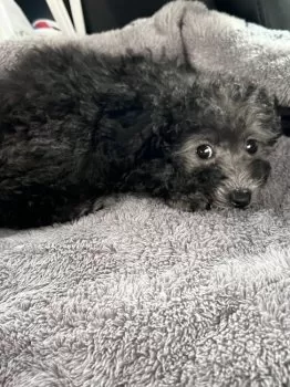 H.K 様のお迎えした子犬