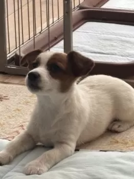 coneconemama 様のお迎えした子犬