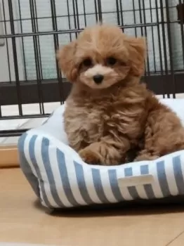 C.K 様のお迎えした子犬