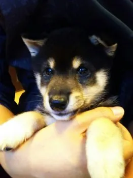 岡本 様のお迎えした子犬