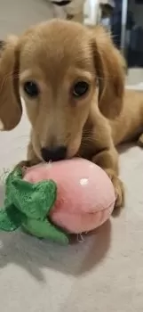 Y.T 様のお迎えした子犬