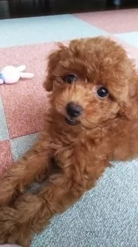 こむぎママ 様のお迎えした子犬