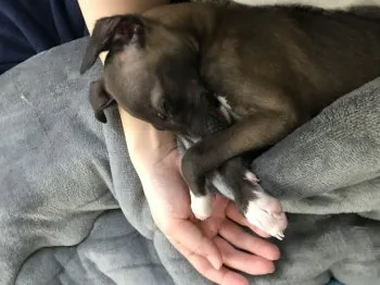 KK 様のお迎えした子犬