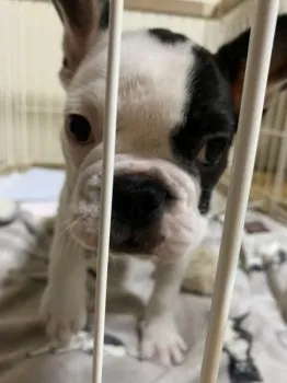 まりーぬ 様のお迎えした子犬