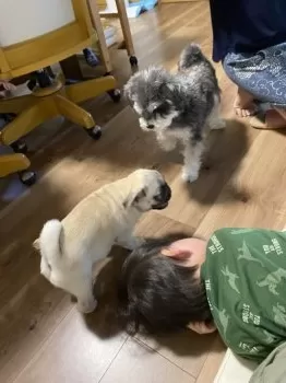 逢心 様のお迎えした子犬