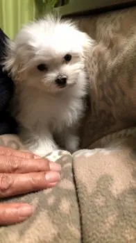 ひとみ 様のお迎えした子犬