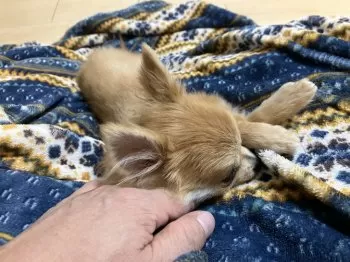 Y.N 様のお迎えした子犬