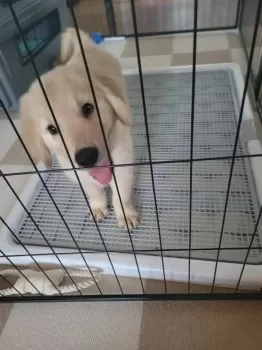 うぃず 様のお迎えした子犬