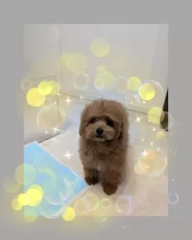 ココ 様のお迎えした子犬