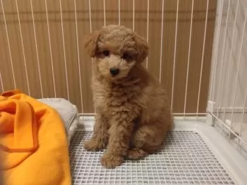 H.Ｉ 様のお迎えした子犬