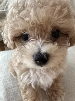M 様のお迎えした子犬