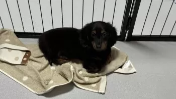 T.Y 様のお迎えした子犬