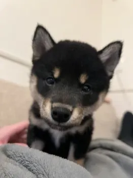 A.N 様のお迎えした子犬