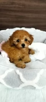 ココ 様のお迎えした子犬