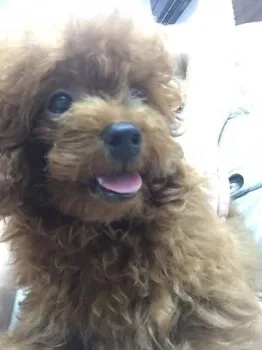 24ゆか 様のお迎えした子犬