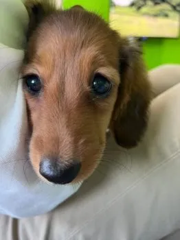 たけ 様のお迎えした子犬