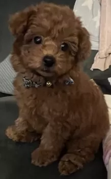 M.S 様のお迎えした子犬