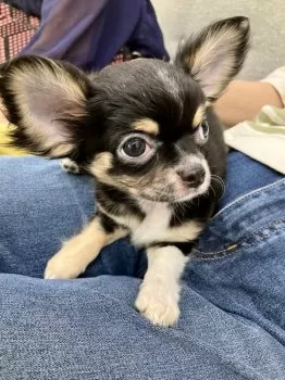 Aki_Sun 様のお迎えした子犬