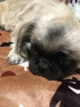 s.a 様のお迎えした子犬