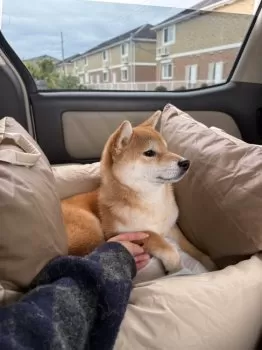 ムネノリ 様のお迎えした子犬