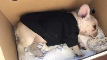 Ｉ.A 様のお迎えした子犬