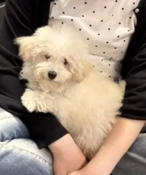 Aちゃん 様のお迎えした子犬