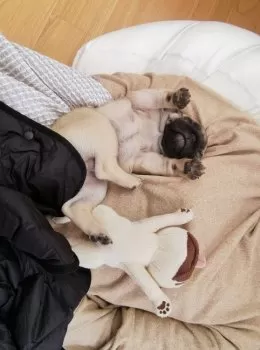 Ma.Ashi 様のお迎えした子犬