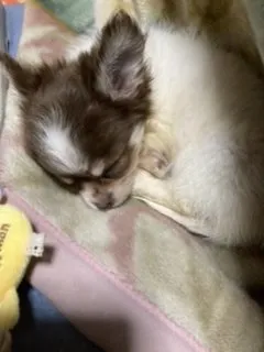 せいぶれむ 様のお迎えした子犬
