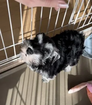 S.Y 様のお迎えした子犬