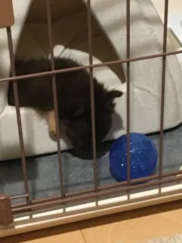 oakidon 様のお迎えした子犬