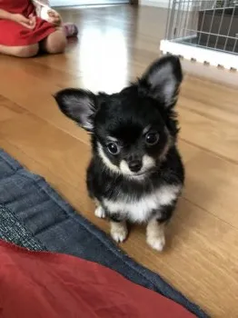 めぐみん 様のお迎えした子犬