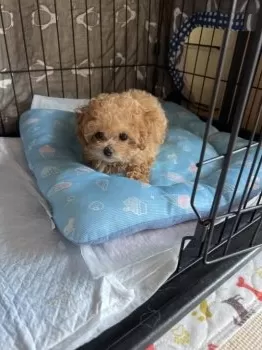 ゆづ 様のお迎えした子犬