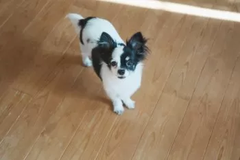 AK 様のお迎えした子犬