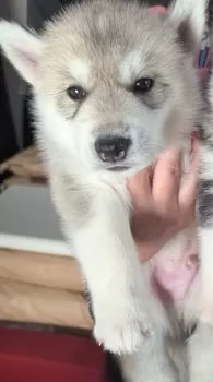 クッキー 様のお迎えした子犬