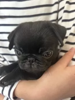 M 様のお迎えした子犬