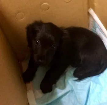 さわ 様のお迎えした子犬