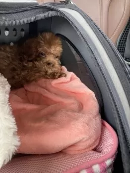 H.W 様のお迎えした子犬