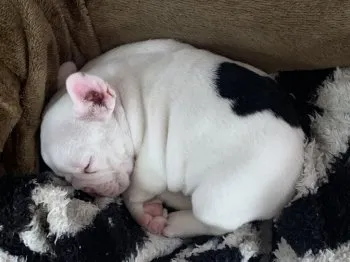 tun 様のお迎えした子犬