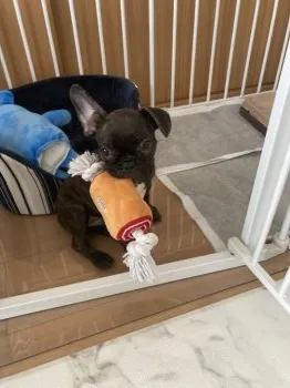 T.I 様のお迎えした子犬