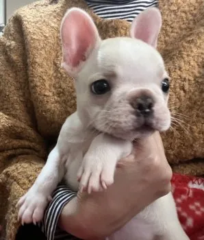 fuminaka 様のお迎えした子犬