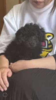 M.O 様のお迎えした子犬