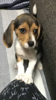 中島道子 様のお迎えした子犬