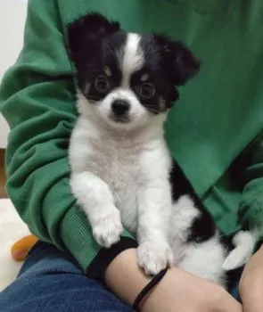 S.S 様のお迎えした子犬