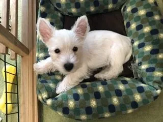 N.N 様のお迎えした子犬