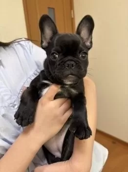 K.M 様のお迎えした子犬