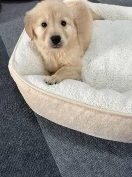 moff 様のお迎えした子犬