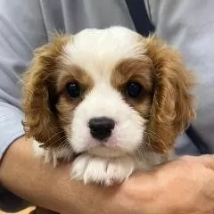マーチン 様のお迎えした子犬